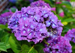 花团锦簇的淡紫色八仙花图片_25张