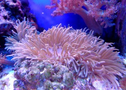 海底五颜六色神奇的珊瑚图片_18张