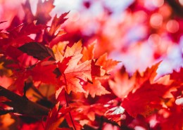 秋天红色的枫叶图片_18张