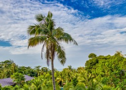 热带的椰树图片_11张