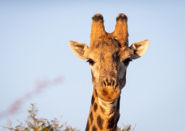南非草原上的长颈鹿图片_10张