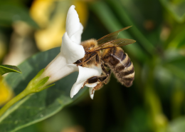 花朵上采蜜的蜜蜂图片_19张