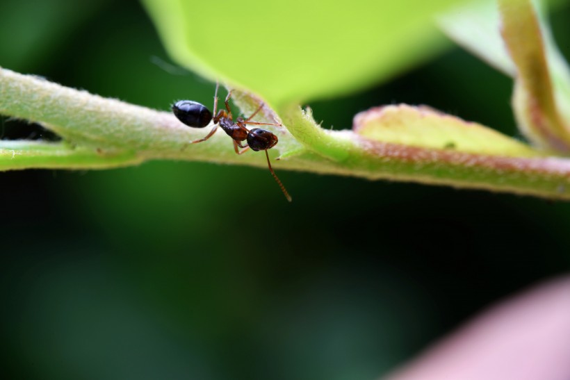 树叶上的蚂蚁图片_10张(4)