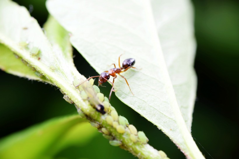 树叶上的蚂蚁图片_10张(9)