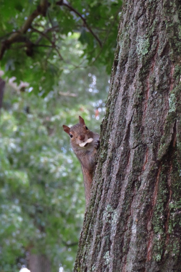 一组爬树很敏捷的小松鼠
