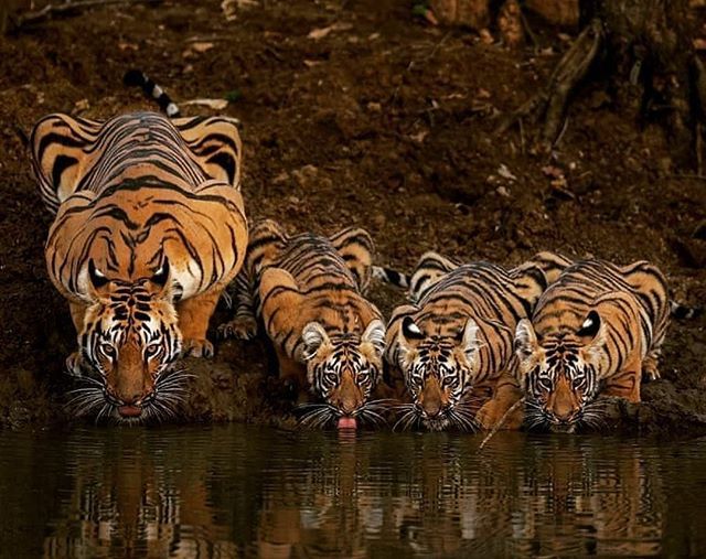 一组老虎喝水的摄影图片欣赏
