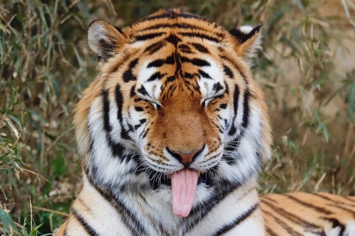 点击大图看下一张:美丽又憨傻的老虎图片