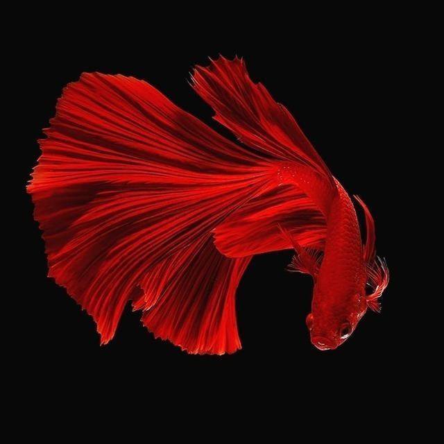 一组黑色背景下的红色斗鱼图片