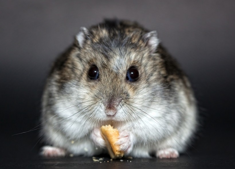 爱吃粮食的老鼠图片