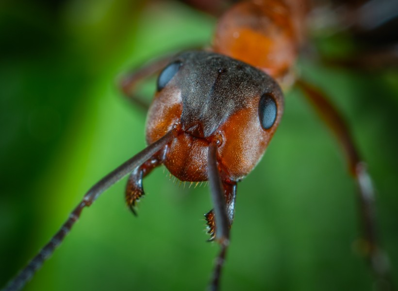 点击大图看下一张：力量强大勤劳的蚂蚁图片