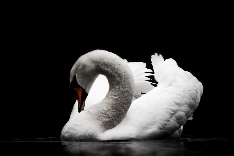点击大图看下一张：对爱情忠贞的白天鹅图片