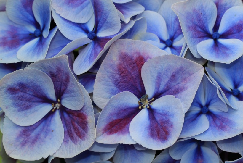 点击大图看下一张：花团锦簇的淡紫色八仙花图片