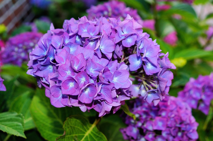 点击大图看下一张：花团锦簇的淡紫色八仙花图片
