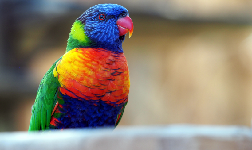 点击大图看下一张：漂亮艳丽的彩虹鹦鹉图片
