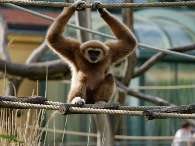 点击大图看下一张：动物园里笨拙可爱的长臂猿图片