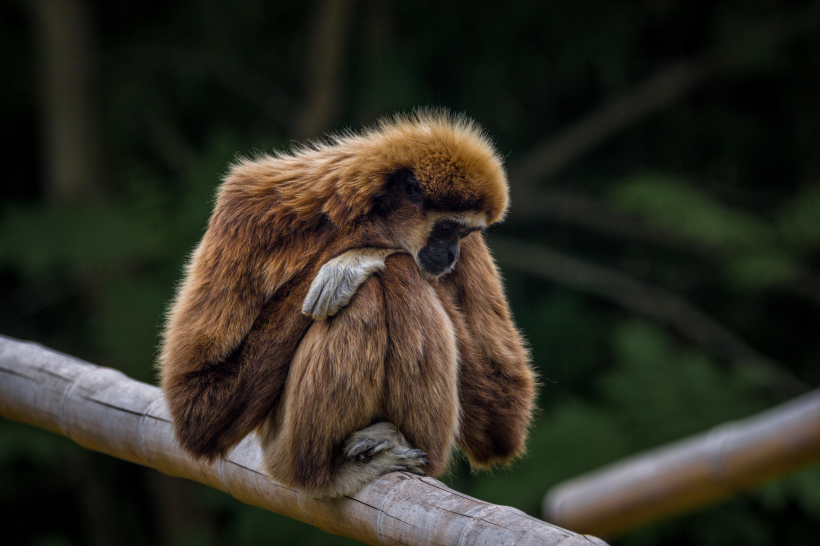 点击大图看下一张：动物园里笨拙可爱的长臂猿图片