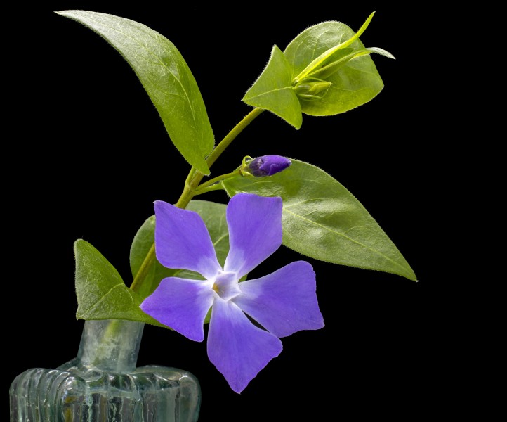 点击大图看下一张：紫色淡雅的长春花图片