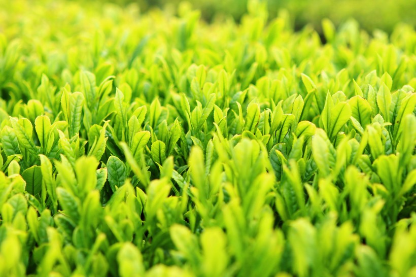 点击大图看下一张：一望无际的绿色茶园风景图片