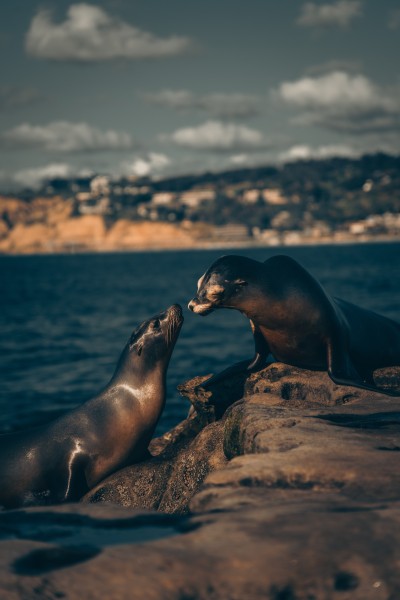 点击大图看下一张：可爱呆萌的海狮图片