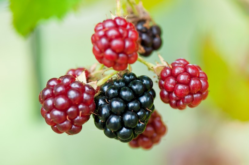 点击大图看下一张：美味香甜的黑莓图片