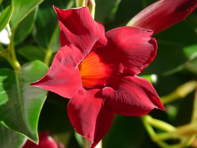 点击大图看下一张：花朵娇柔艳丽的红蝉花图片