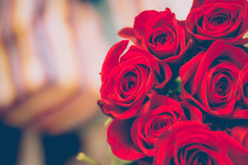 点击大图看下一张：红色妖娆浪漫的红玫瑰图片