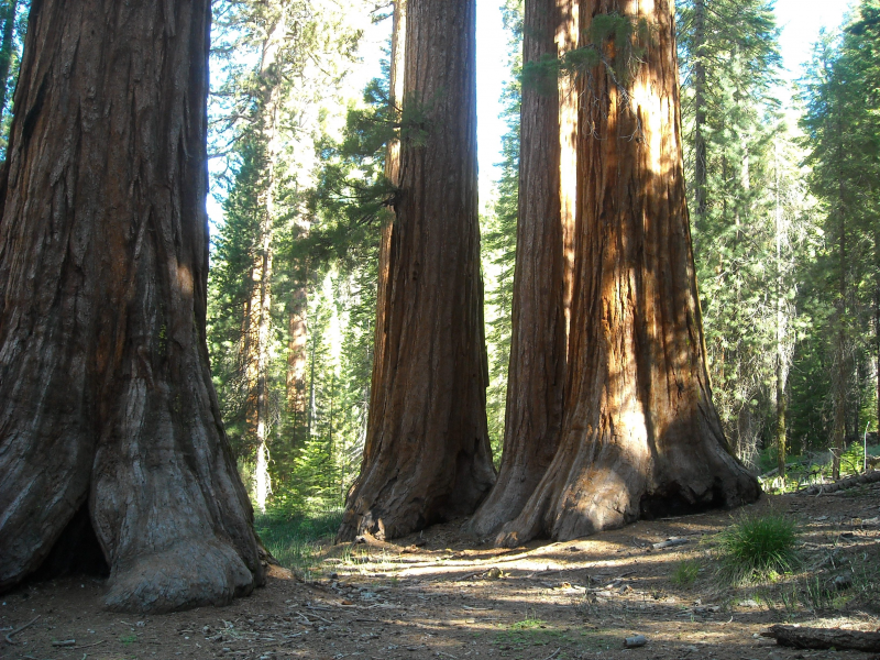 点击大图看下一张：高大粗壮的红杉树图片