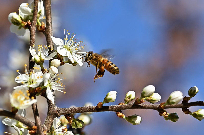 点击大图看下一张：花朵上采蜜的蜜蜂图片