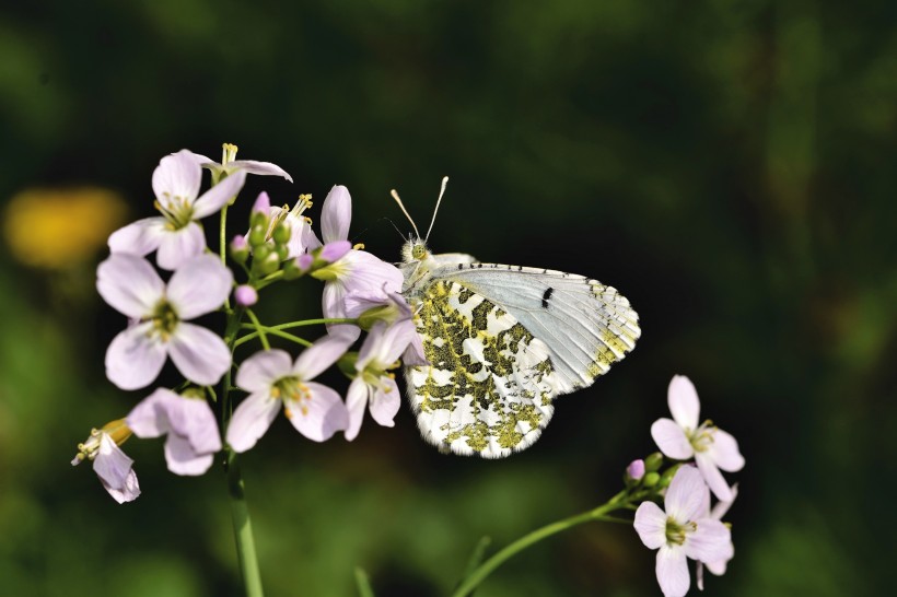 点击大图看下一张：漂亮的花间精灵蝴蝶图片