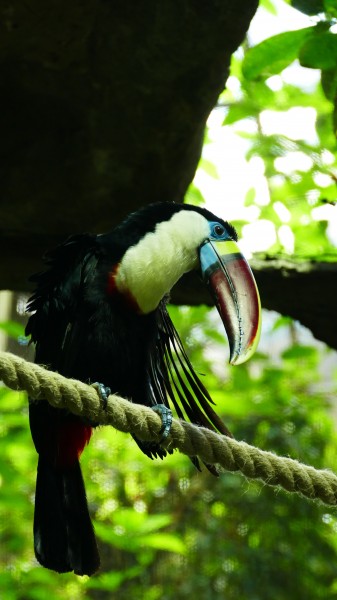点击大图看下一张：奇特可爱的巨嘴鸟图片