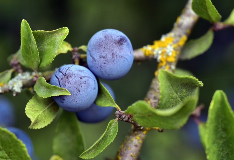 点击大图看下一张：酸甜可口的蓝莓图片