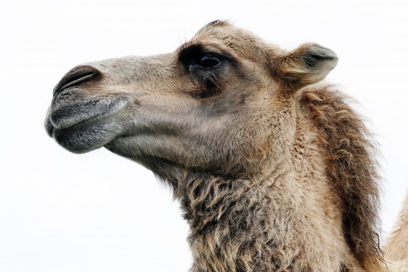 点击大图看下一张：吃苦耐劳的骆驼图片