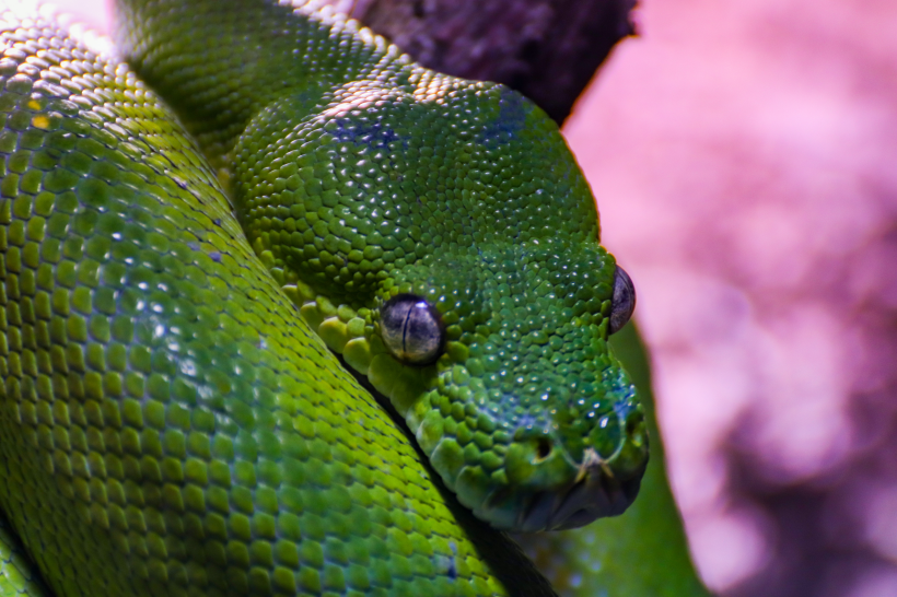 点击大图看下一张：绿色的毒蛇图片