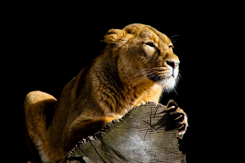 点击大图看下一张：温柔镇静的母狮子图片