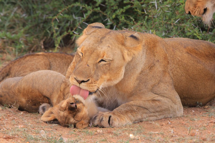 点击大图看下一张：身姿矫健的母狮图片