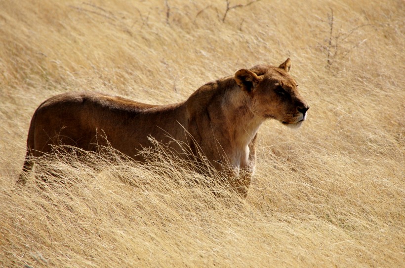 点击大图看下一张：温柔镇静的母狮子图片