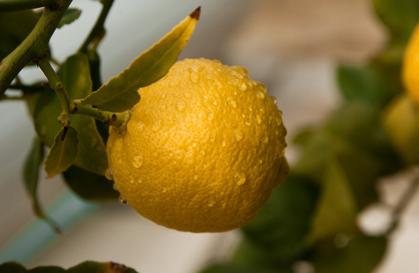 点击大图看下一张：酸甜开胃的柠檬图片