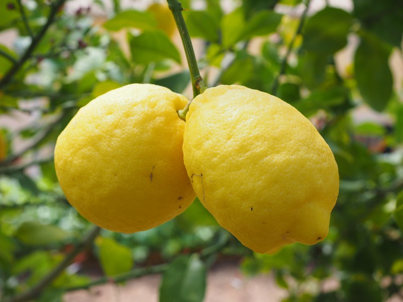 点击大图看下一张：酸甜开胃的柠檬图片