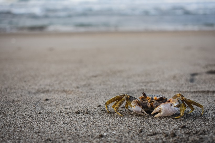 点击大图看下一张：海滩上霸道横行的螃蟹图片
