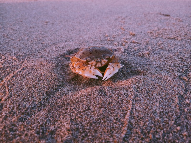 点击大图看下一张：海滩上霸道横行的螃蟹图片
