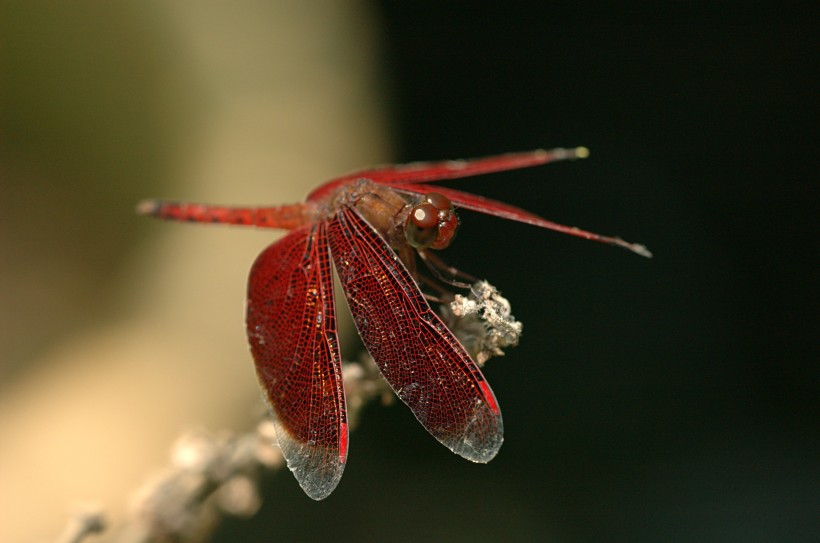 点击大图看下一张：身材苗条的蜻蜓图片