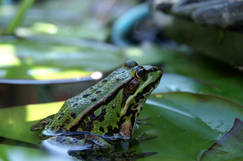 点击大图看下一张：池塘里的青蛙图片