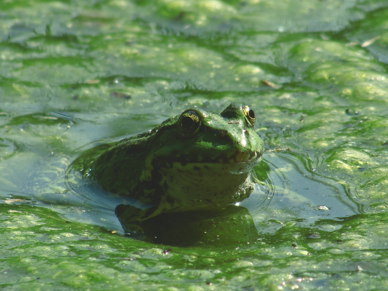 点击大图看下一张：池塘里的青蛙图片