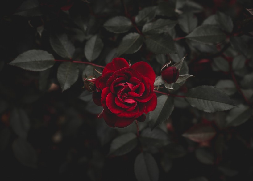 点击大图看下一张：鲜艳热情的红玫瑰图片