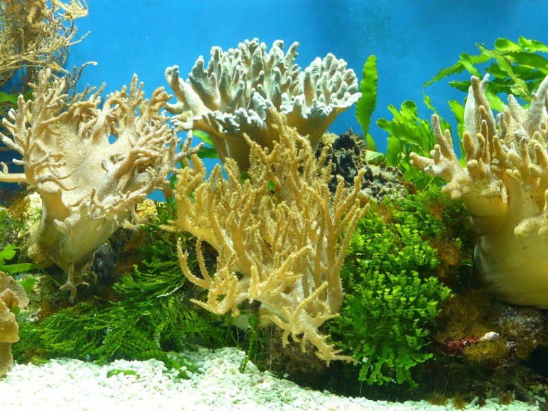点击大图看下一张：色彩鲜艳的珊瑚图片