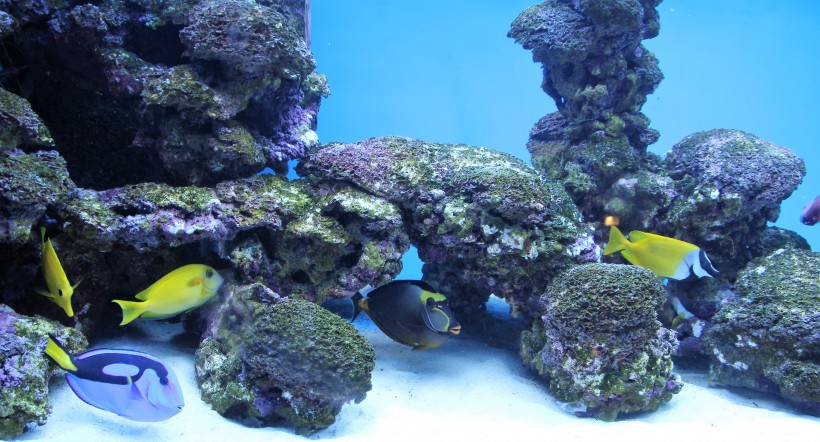 点击大图看下一张：五颜六色绮丽的珊瑚图片