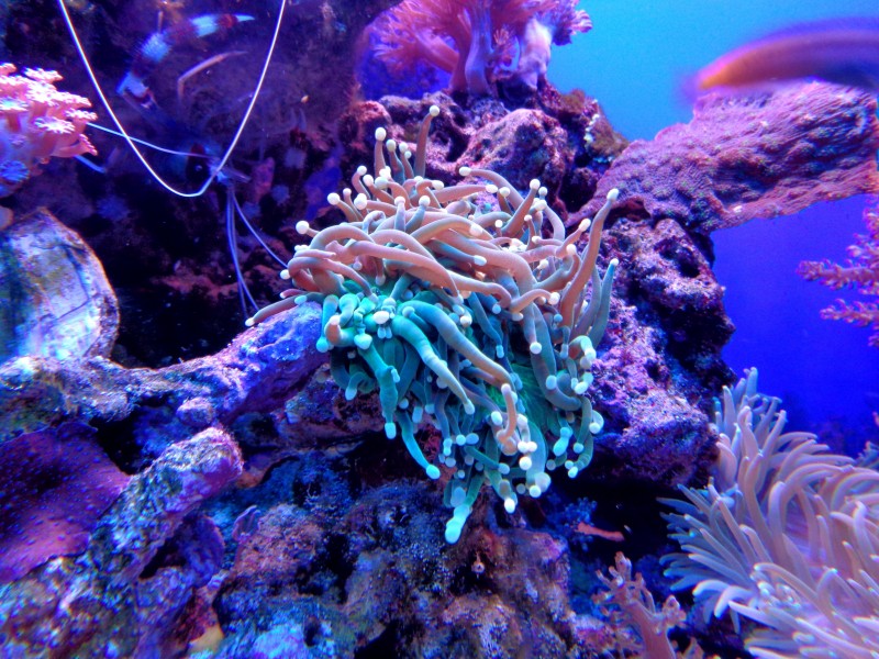 点击大图看下一张：色彩鲜艳的珊瑚图片
