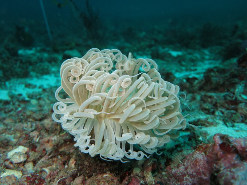 点击大图看下一张：五颜六色绮丽的珊瑚图片