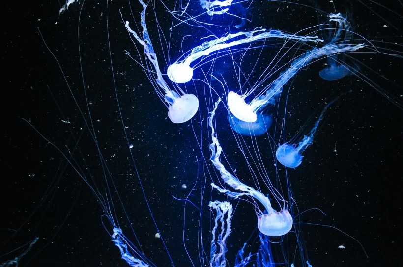 点击大图看下一张：蓝色海洋里伞状的水母图片