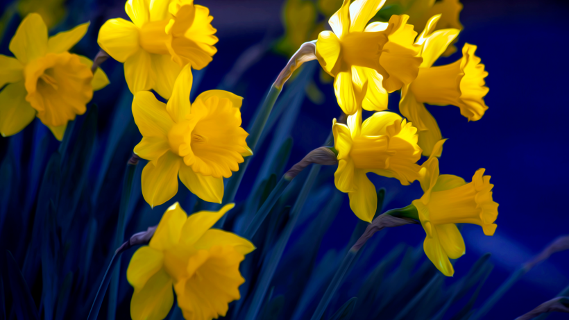 点击大图看下一张：秀丽淡雅的黄色水仙花图片